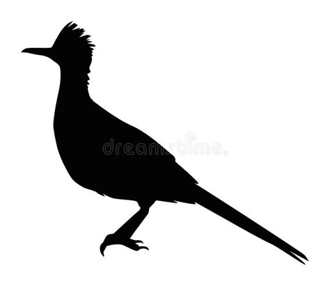 Wild roadrunner silhouette stock vector. Illustration of black - 239306882