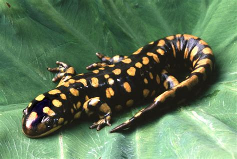 Fantastica Animal: Salamanders