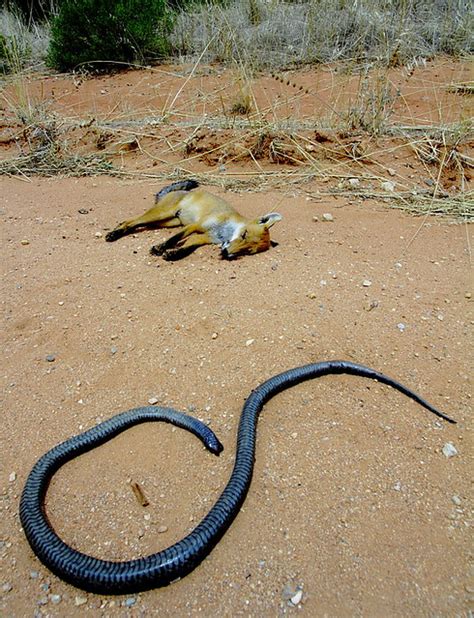 king brown snake australia | king brown snake australia | Flickr