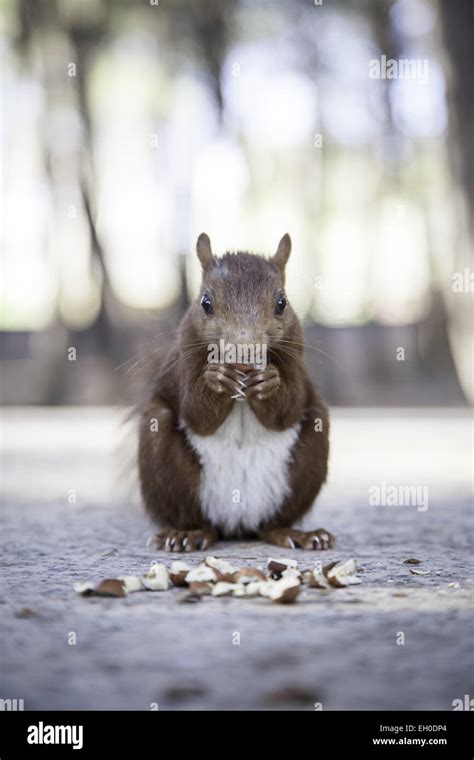 Wild squirrel eating hazelnuts, detail d eun comiento forest animal, wild mammal Stock Photo - Alamy