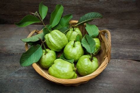 How To Make Guava Leaf Tea | Tea Joy