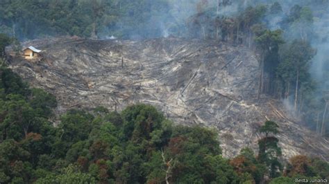 Awal Juli, ‘pembakaran’ hutan dan lahan di Riau melonjak drastis - BBC Indonesia