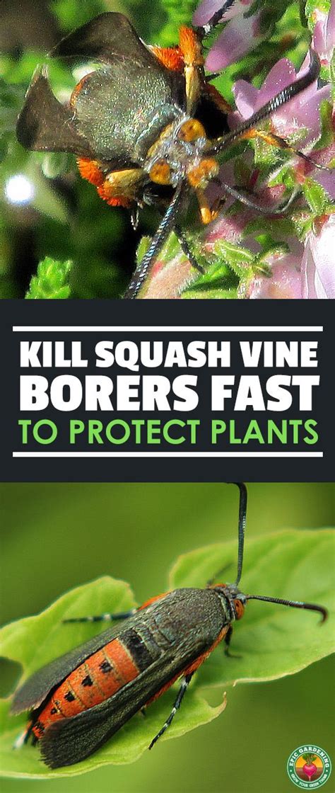 Squash Vine Borer Control and Prevention | Squash plant, Lawn pests, Garden pests