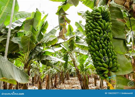 Banana Plantation Field Banana Tree Stock Image - Image of leaf, organic: 136225277