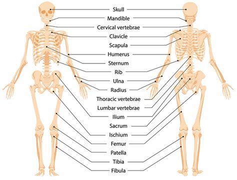 ACE Study Guide 2024 - [Ace the ACE Exam With Ease]