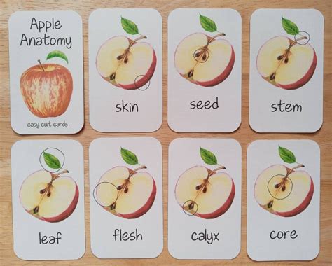 Apple Anatomy Set Poster Cards Homeschool Preschool | Etsy