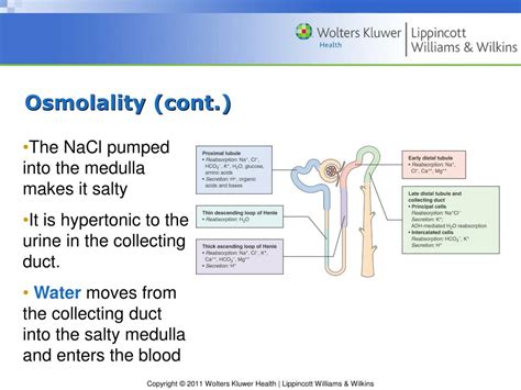 PPT - Chapter 24 Structure and Function of the Kidney PowerPoint ...