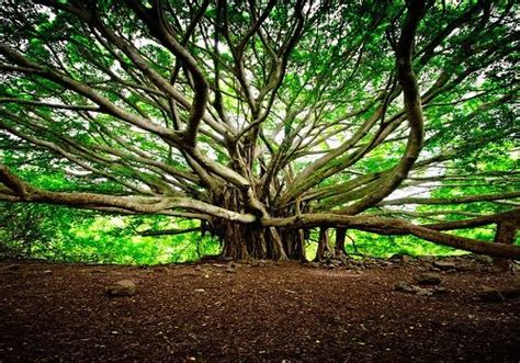 7 Reasons Why You Must See The Great Banyan Tree At Least Once In Your Life | Boom, Natuur, Foto's