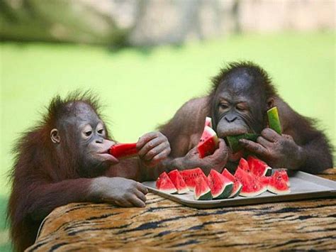 These Photos of Animals Eating Food Will Brighten Your Day | Cute animals, Monkeys funny, Funny ...