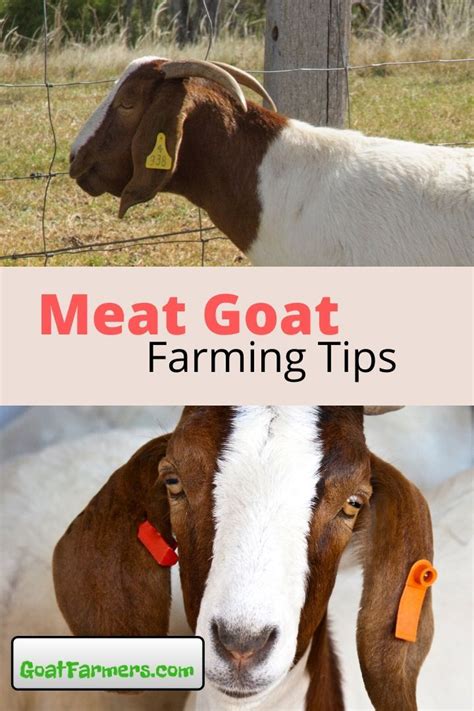 Raising goats for meat ultimate guide to meat goat farming – Artofit