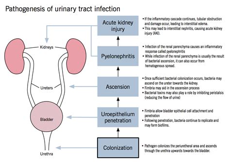 Pathogenesis of urinary tract infection | patho | Pinterest | Urinary tract infection, Med ...