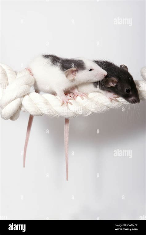 Rats ship hi-res stock photography and images - Alamy