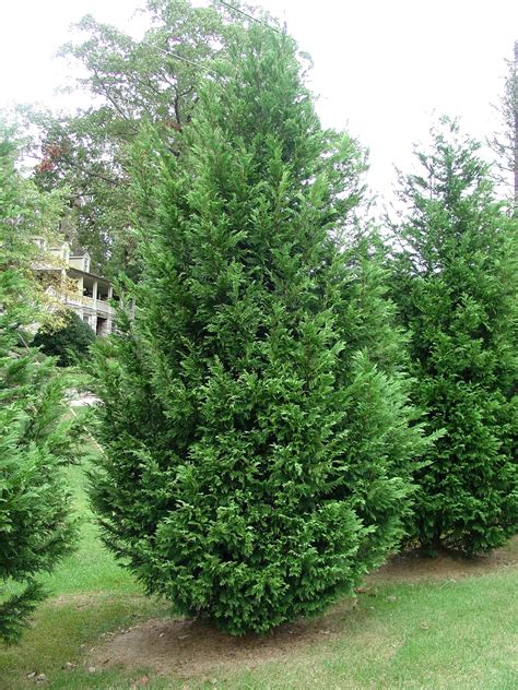 Cupressocyparis leylandii – GLISSANDO Garden Center