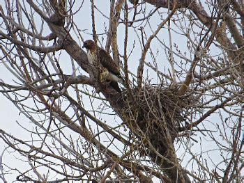 Red-tailed Hawk - Nesting and Breeding Behavior