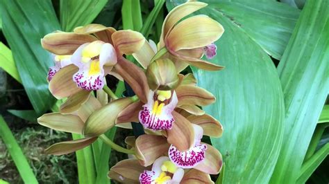 MISSOURI BOTANICAL GARDEN ORCHID SHOW 2018 - YouTube