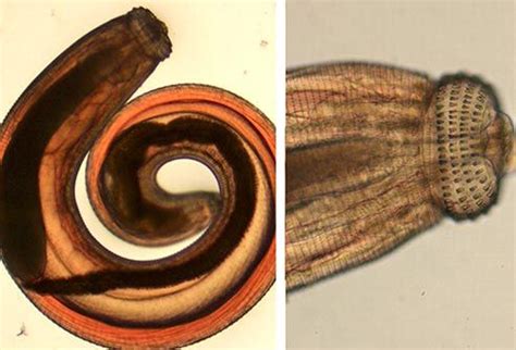 Pin on Microbiology, Parasitology & Virology