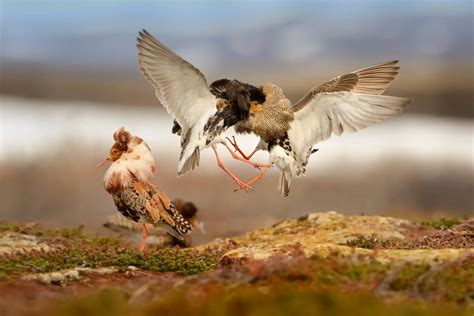 What Is A Lek? | Avianbird