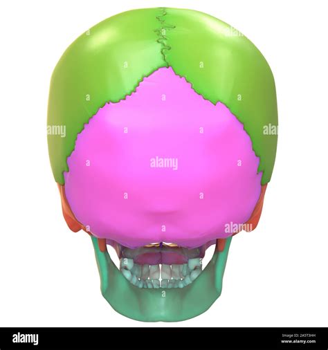 Human Skeleton System Skull Bones Anatomy Posterior VIew Stock Photo ...