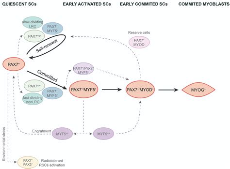 Frontiers | Muscle Satellite Cell Heterogeneity: Does Embryonic Origin ...