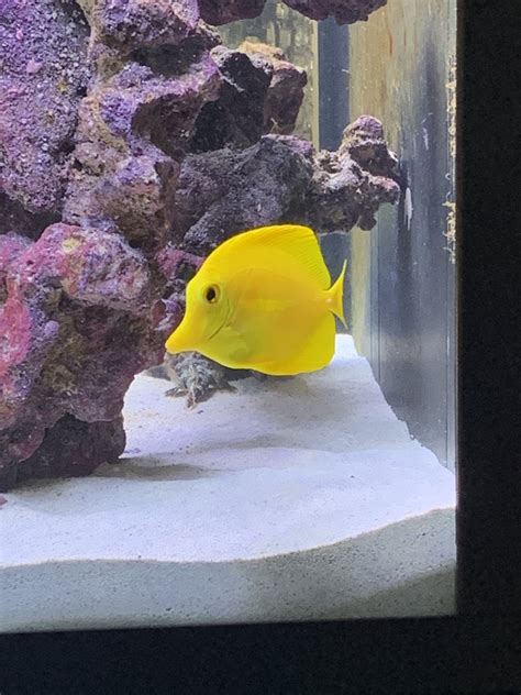 Is my yellow tang ok? | REEF2REEF Saltwater and Reef Aquarium Forum