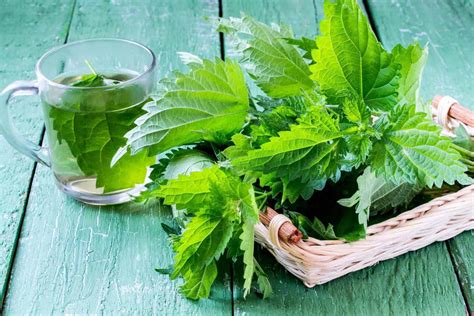 Surprising Benefits of Nettle Tea (with Recipes and Brands) - Tea Breakfast