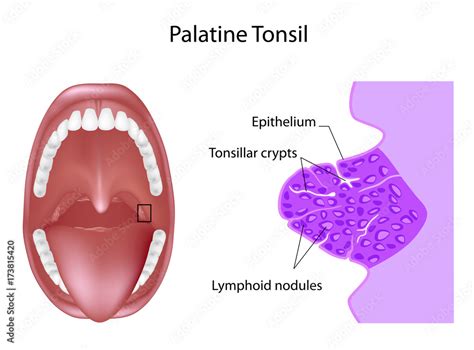 Anatomy of the palatine tonsil tissue in cross section, labeled. Stock Illustration | Adobe Stock