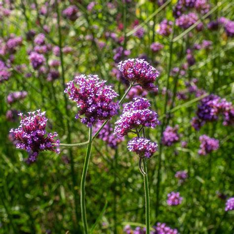 Verbena Seed - Purpletop Vervain Flower Seeds