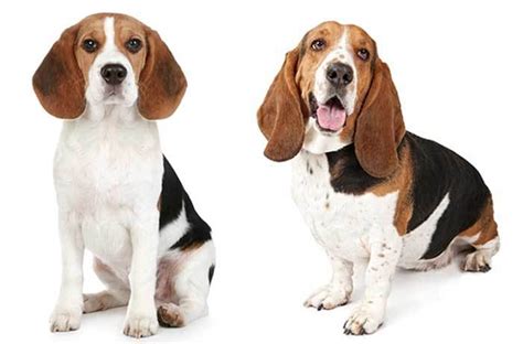 All About The Basset Hound Beagle Mix (Bagle Hound) With Pictures