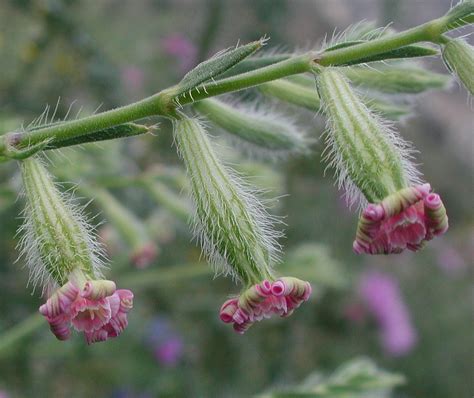 Flower Gallery :: Caryophyllaceae :: AAAA9981