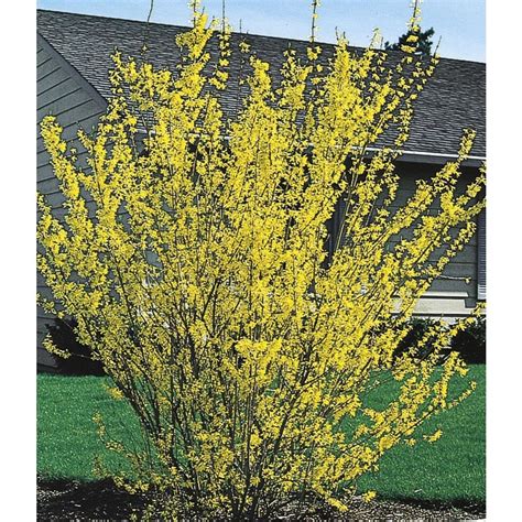 Yellow Forsythia Flowering Shrub in Pot (With Soil) (L3184) at Lowes.com