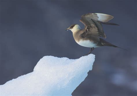 Arctic Skua | Arctic skua perched on tip of ice in fiord in … | Flickr