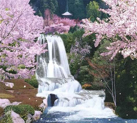 http://i460.photobucket.com/albums/qq327/ale_emo_/cherry/SaguraJapanCherryBlossomMovingWater.jp ...