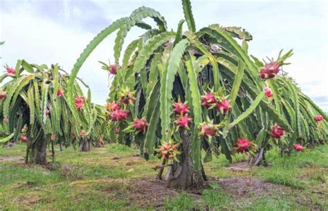 Pohon Buah Naga - Habitat, Klasifikasi, & Morfologi