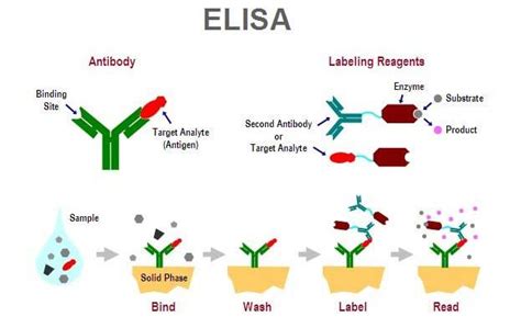 Enzyme-linked immunosorbent assay (Principle, types and applications) - Online Science Notes