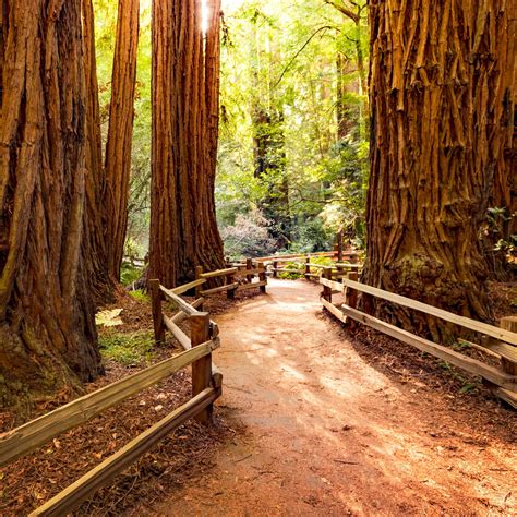 How To Spend A Perfect Day At Muir Woods National Monument | Muir woods national monument, Muir ...