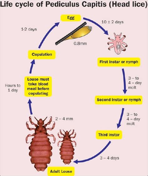 Pediculosis capitis: An update - Indian Journal of Dermatology, Venereology and Leprology