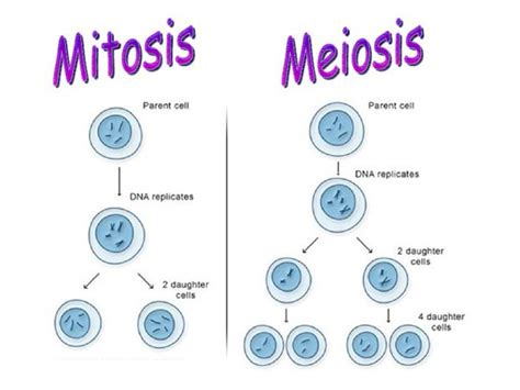 Explain Why Mitosis Alone Does Not Produce Daughter Cells