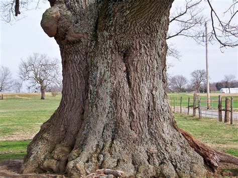 My Journey To Mindfulness: The Very Old Tree