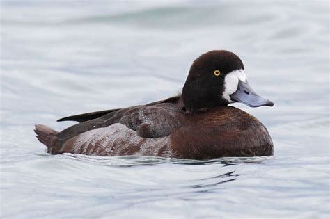 Greater Scaup female | Duck photo, Waterfowl, Ducky duck