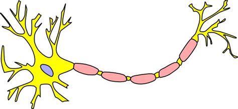 Neuron clipart 20 free Cliparts | Download images on Clipground 2024