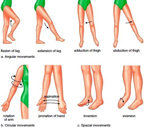 11 Flexion extension ideas | kinesiology, anatomy and physiology, anatomy