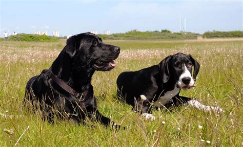 The Labradane: A Labrador Great Dane Mix