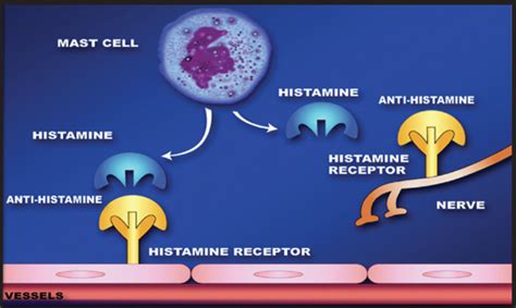 The Side Effects of Antihistamine drugs | HubPages