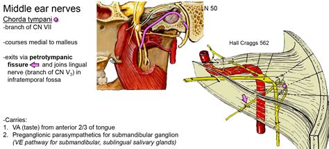 Chorda Tympani Petrotympanic Fissure