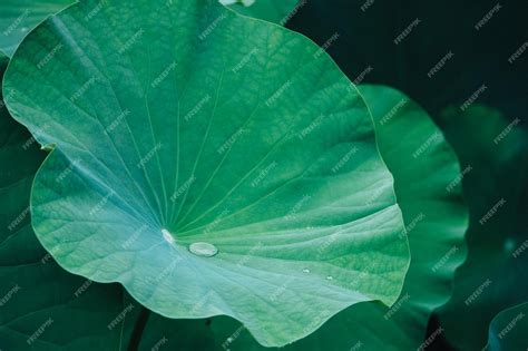 Premium Photo | Green lotus leaf background green leaf texture