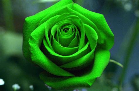 20 Green Flowers To Give Your Garden Humble Beauty