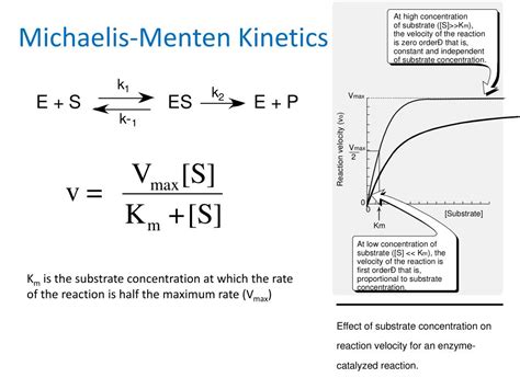 PPT - Enzyme Kinetics PowerPoint Presentation, free download - ID:6630235