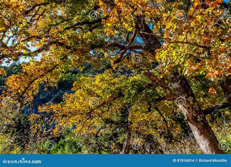 Fall Foliage at Lost Maples State Park in Texas. Stock Photo - Image of picturesque, stone: 87816014