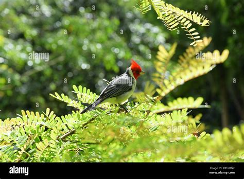 Red-crested cardinal in Hawaii Stock Photo - Alamy