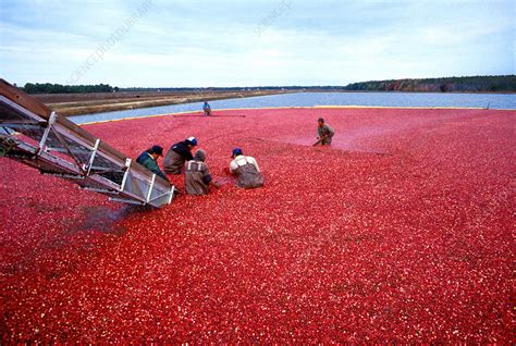 Cranberry harvest - Stock Image - E770/1383 - Science Photo Library